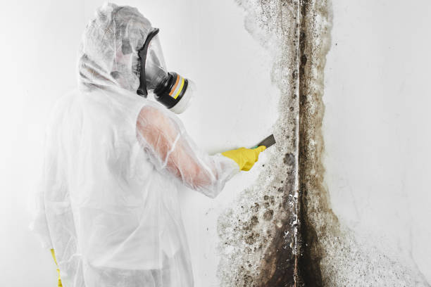 Mold Remediation for Rental Properties in San Mateo, CA